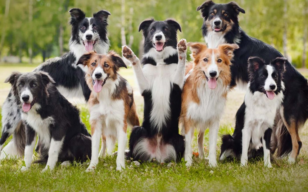 Las 15 razas de perros más inteligentes del mundo