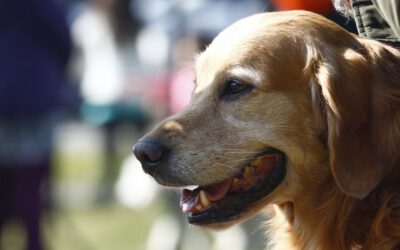 Vitacura se transformó en la primera comuna «Pet Friendly» de Chile